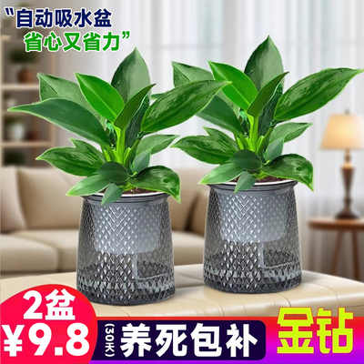 大叶金钻绿公主室内绿植盆栽办公室四季常青水培好养桌面花卉植物