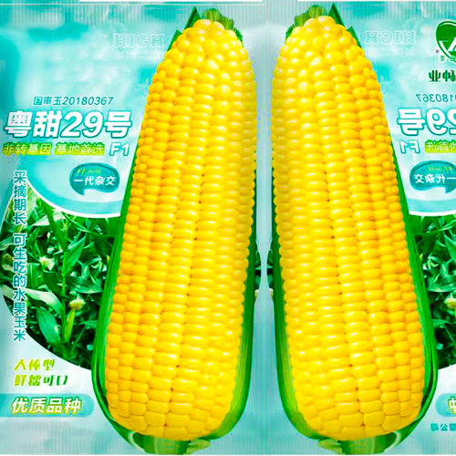 超甜水果玉米种子籽苗秧大全