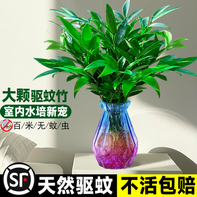 驱蚊竹柏水培植物室内养绿花