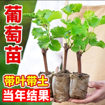 葡萄树苗阳光玫瑰庭院阳台南北方种植果树带土带叶盆栽当年结果
