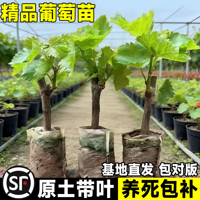 阳光玫瑰葡萄树苗巨峰庭院阳台南北方种植果树带土带叶当年结果