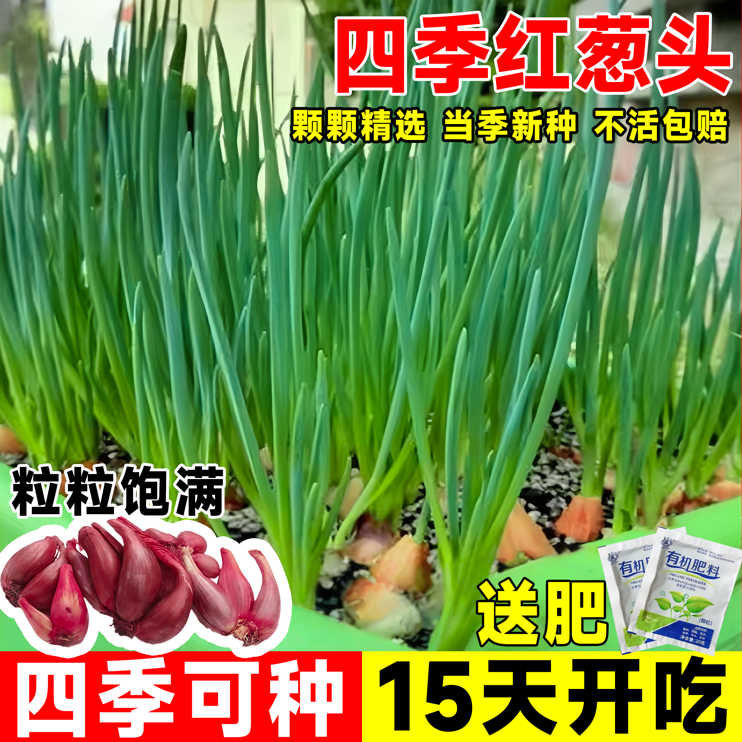 葱种孑四季小香子阳台盆栽红