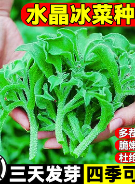 水晶冰菜盆栽蔬菜阳台种籽子大全