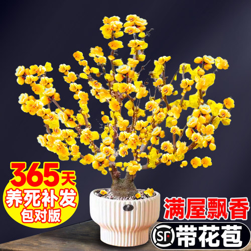 腊梅花树苗盆栽室内外老桩