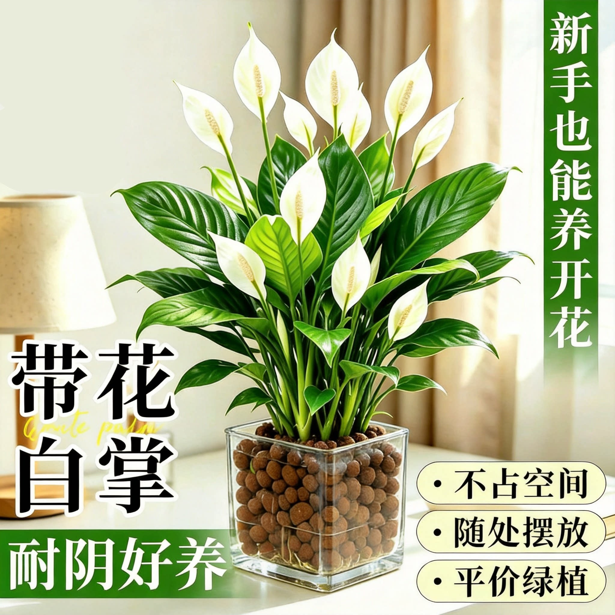 水培白掌一帆风顺盆栽绿植带花发货办公室内桌面净化空气好养花卉