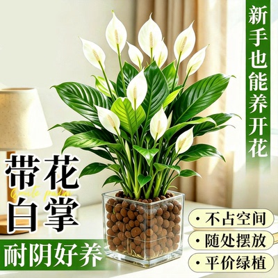 白掌一帆风顺盆栽水培绿植