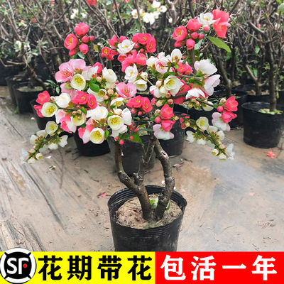 海棠花盆栽树苗景重瓣老桩