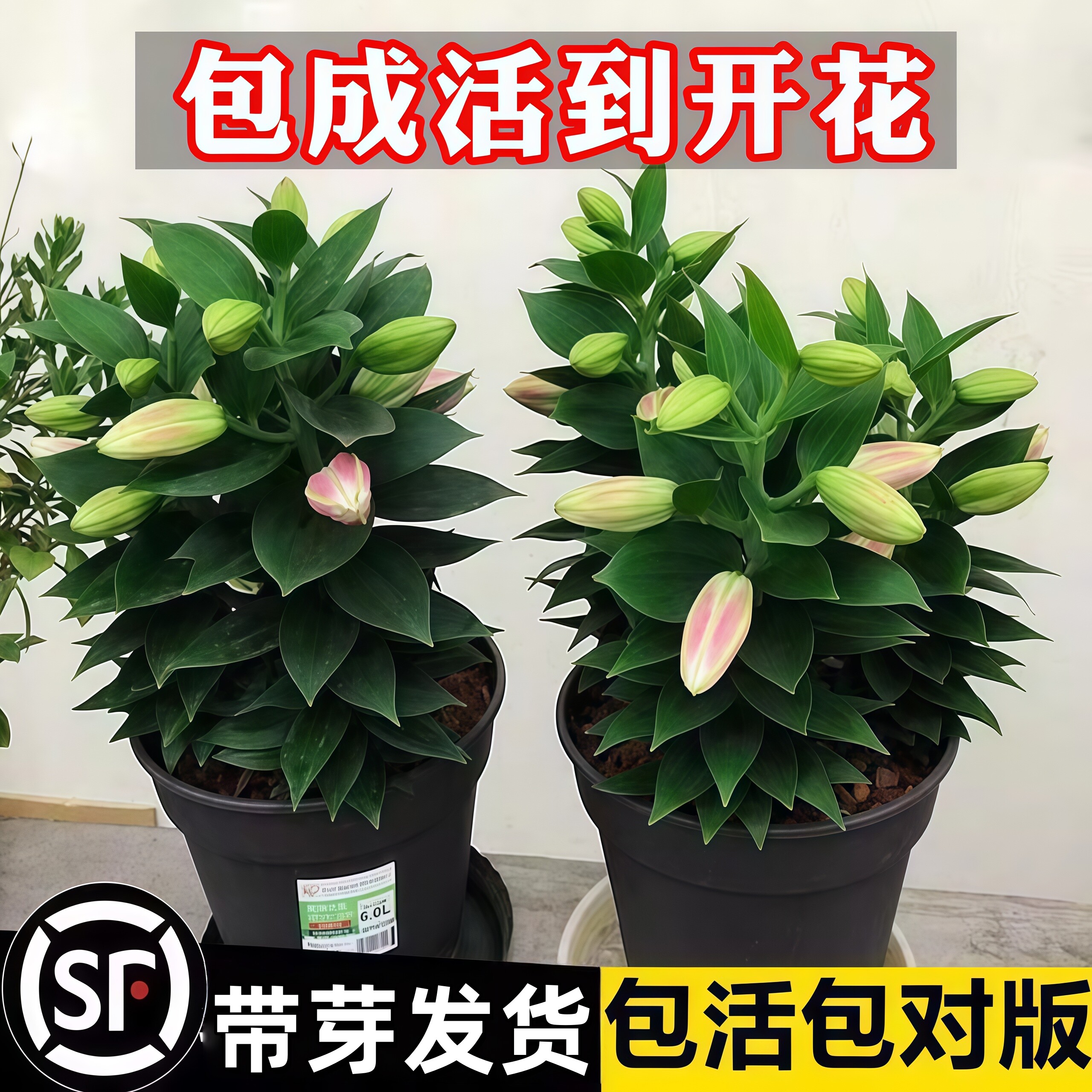 香水百合花种球盆栽卉室内外图片