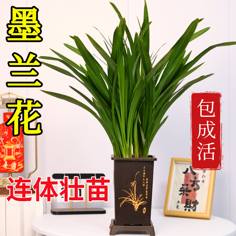 墨兰花苗精品大卉盆栽室内