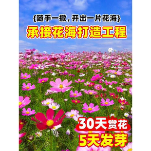格桑花种子四季播种开花混色高杆室外七彩矮杆波斯菊多年生花籽孑