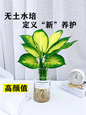 花叶芋办公桌书房客厅无