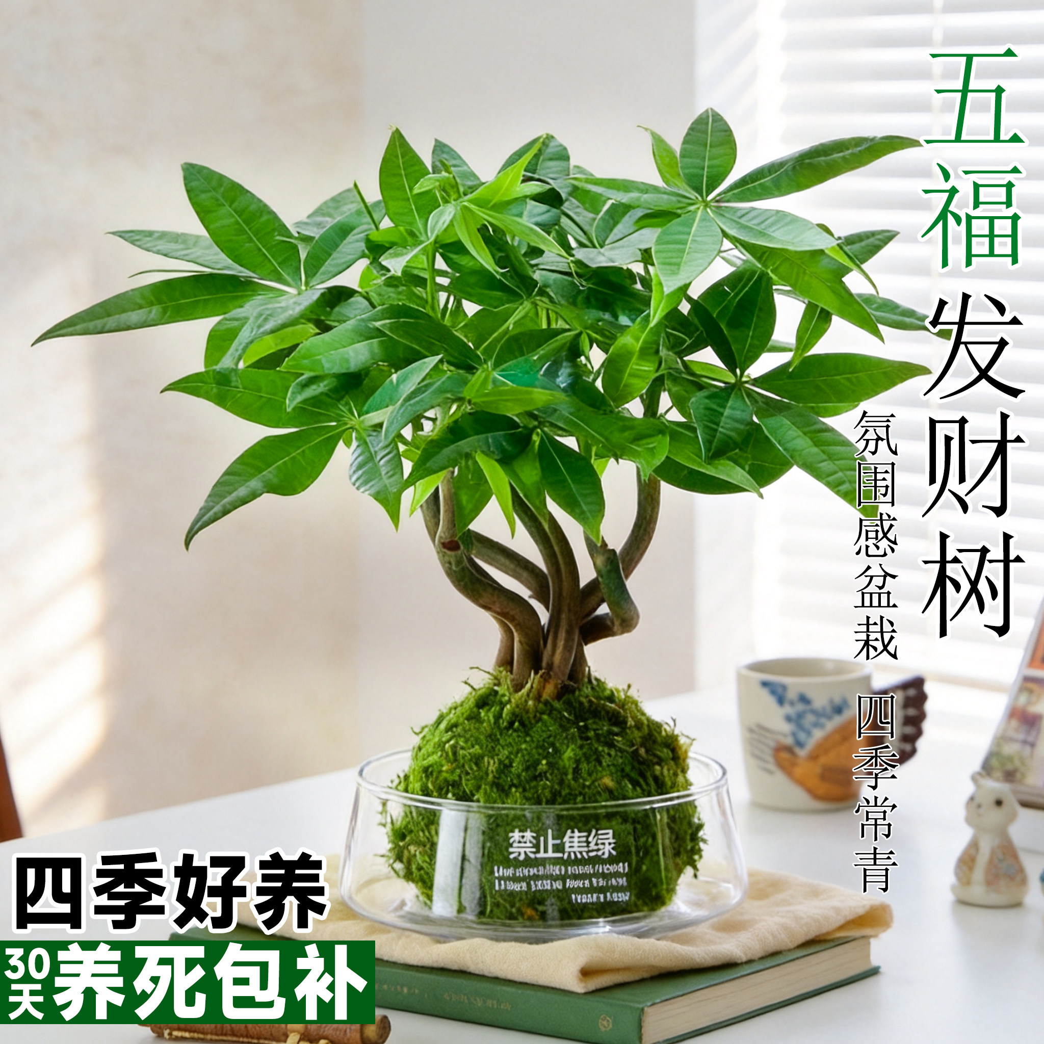 发财树盆栽绿植水培植物苔藓球室内办公室桌面上造型茶几四季常青