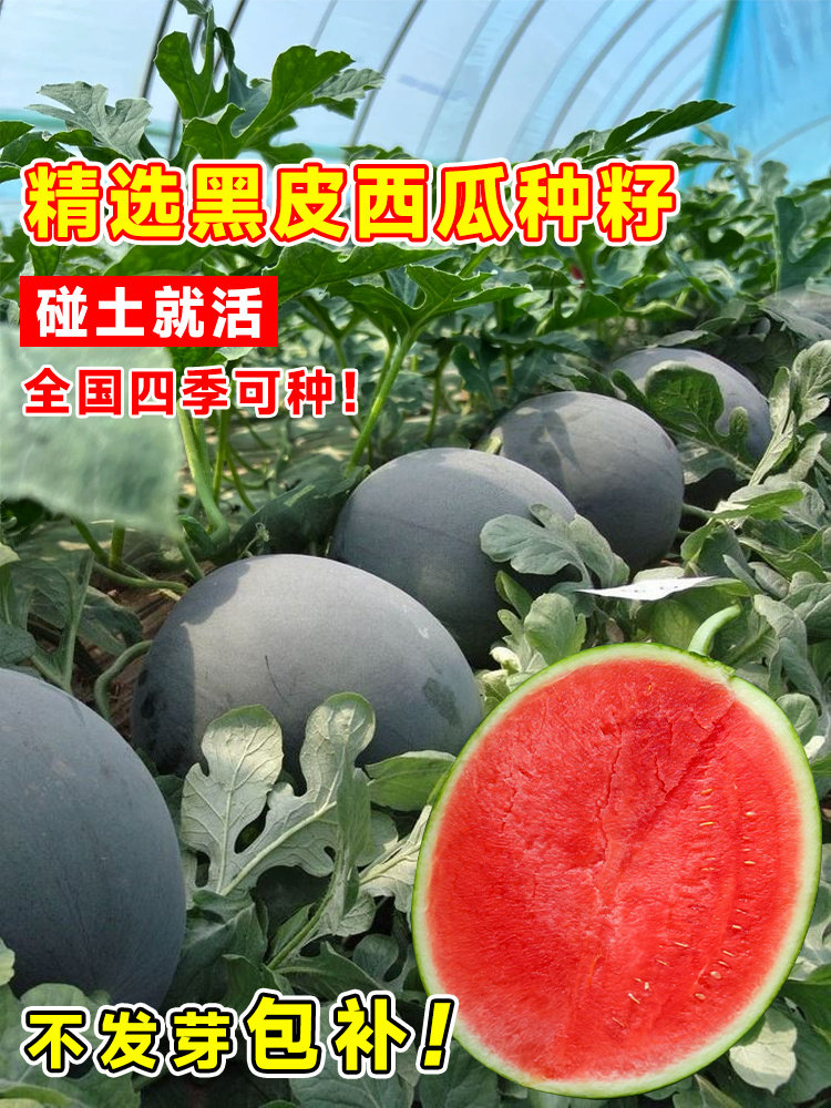 黑皮无籽西瓜种籽薄皮特大麒麟8424美都懒汉早熟小西瓜种子新大全