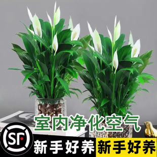 白掌盆栽一帆风顺绿萝箩花卉四季 植物室内花水土培红掌绿植发财树