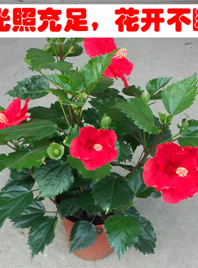扶桑花带花苞朱瑾树苗盆栽阳台庭院四季好养扶桑花重瓣耐寒花卉
