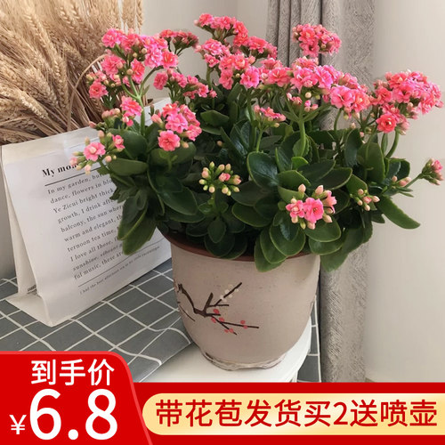 绿植巴黎好养长寿花盆栽