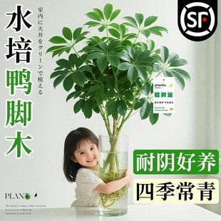 水培鸭脚木老桩八方来财树苗客厅盆栽绿植物办公室内桌面水养花卉