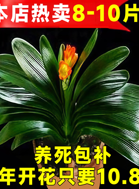 君子兰盆栽老苗带花苞四季好养花卉绿植物室内阳台圆头和尚大小苗