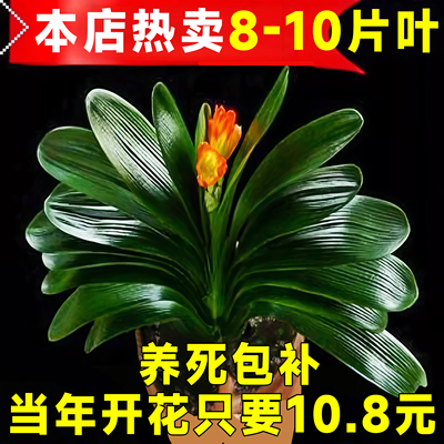 君子兰盆栽老苗带花苞四季