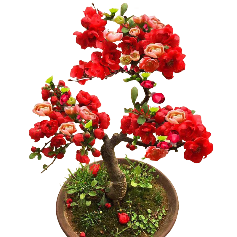 海棠花盆栽树苗重瓣长寿冠盆景老桩绿植庭院植物室内花卉四季好养