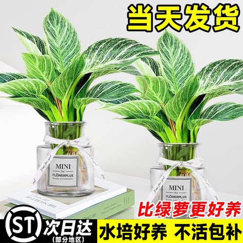 铂金钻水培植物室内大叶绿