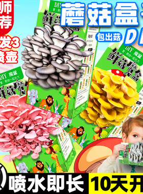 菌菇榆黄蘑菇家庭家种植