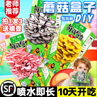 蘑菇种植包儿童种植蘑菇小盆栽学校桌面趣味神奇植物家庭菌菇菌包