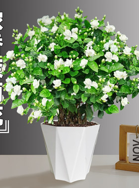 茉莉花苗盆栽卉植物室内驱