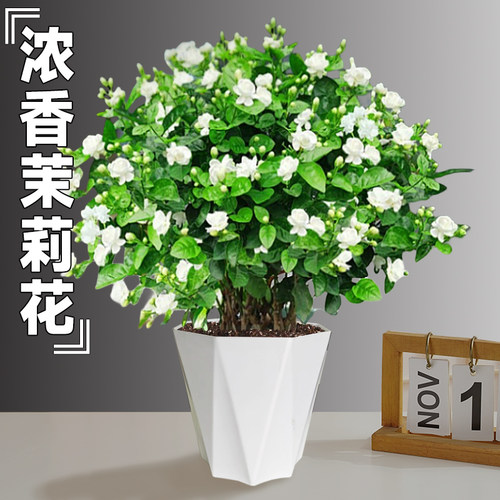 茉莉花苗盆栽卉植物室内驱