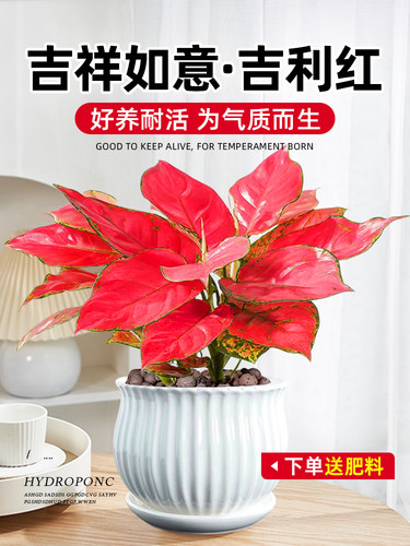 吉利红盆栽如意皇后水培中