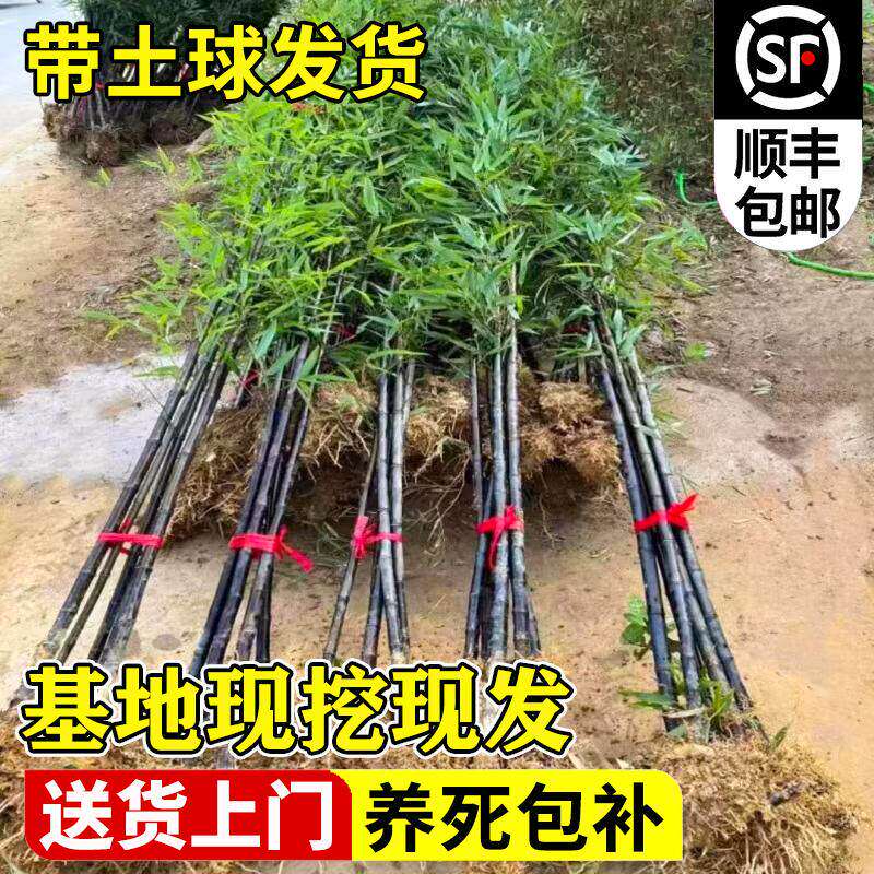 紫竹苗竹子苗实心带土耐寒庭院室外观赏盆栽地栽佛肚竹黄金竹绿植
