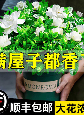 栀子花盆栽花卉植物室内绿萝箩阳台水培绿植茉莉花四季好养九里香