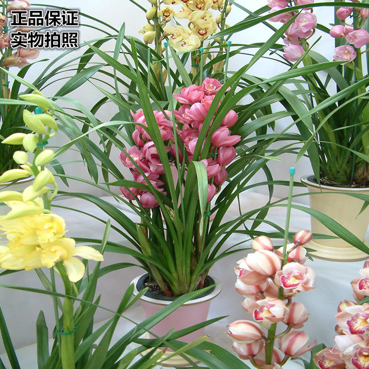 墨兰兰花大花蕙兰盆栽花卉植物室内虎头兰四季好养春兰香兰苗绿植,鲜花速递/花卉仿真/绿植园艺,时令草本花卉,淘宝优惠券,粉丝福利购,淘宝优惠卷