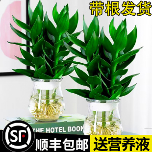 观音竹带根富贵竹水培花卉绿萝箩植物盆栽室内客厅转运好养节节高