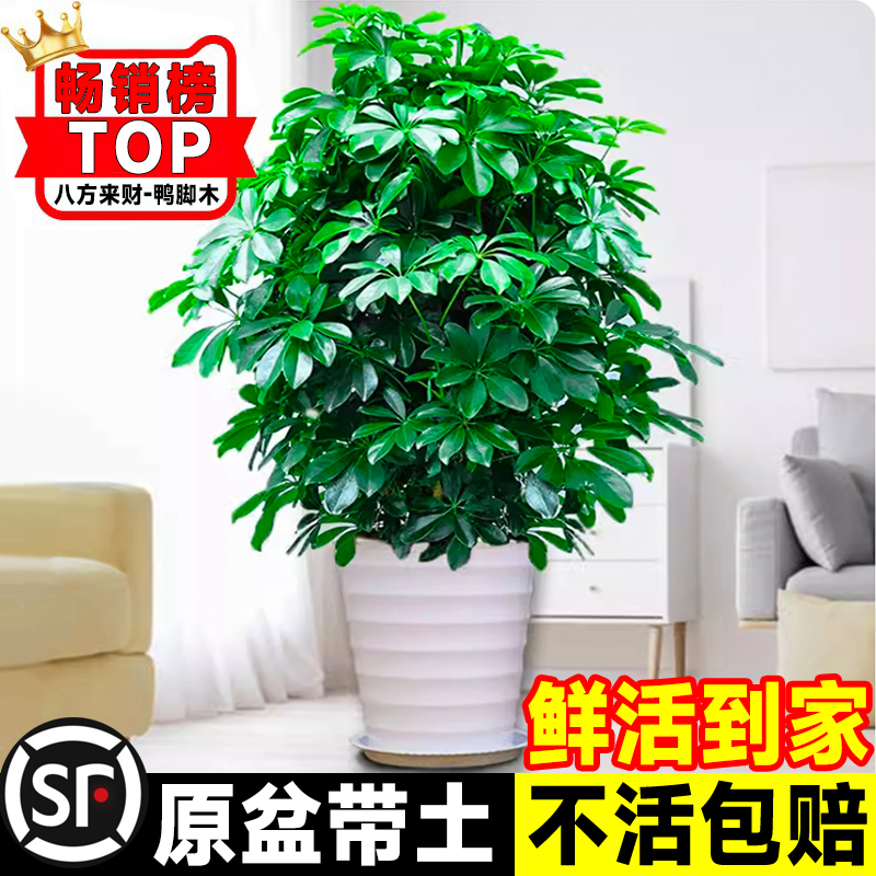 鸭脚木盆栽客厅绿植花卉室内大型八方来财鸭掌木七叶莲植物发财树