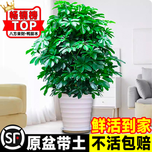 鸭脚木盆栽客厅绿植花卉室内大型八方来财鸭掌木七叶莲植物发财树