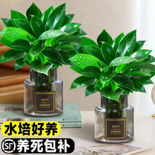 金钻盆栽植物铂金钻绿萝箩水培大叶绿植多肉办公室内懒人好养花卉