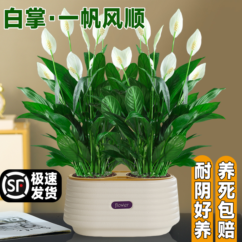 一帆风顺盆栽白掌绿植水培好养