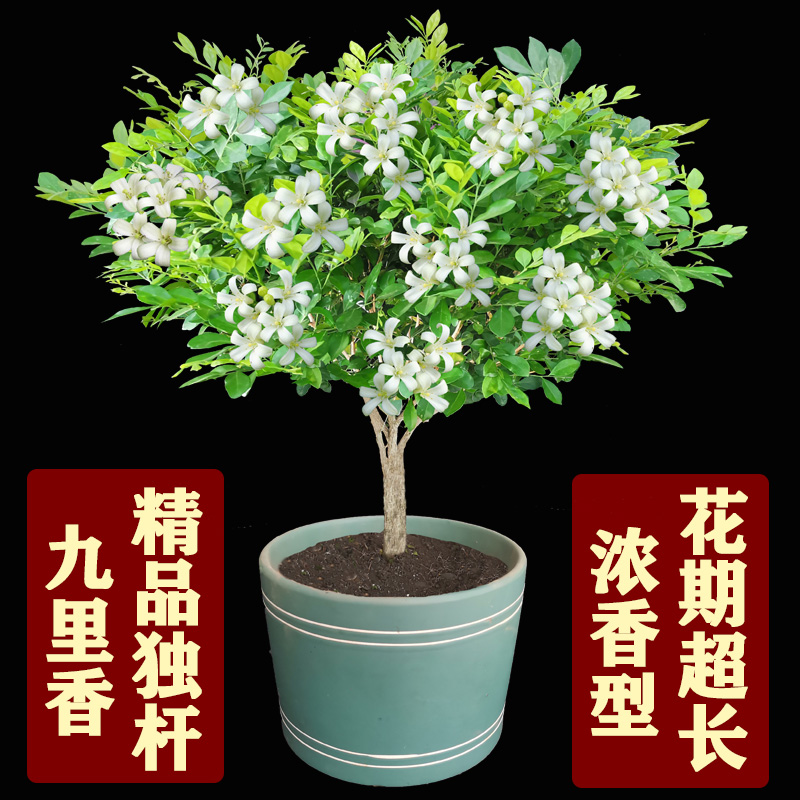 九里香花盆栽四季树苗老桩