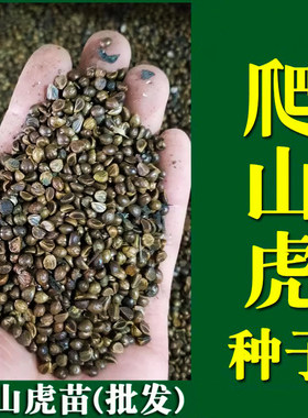 爬山虎藤植物四季墙苗种子籽