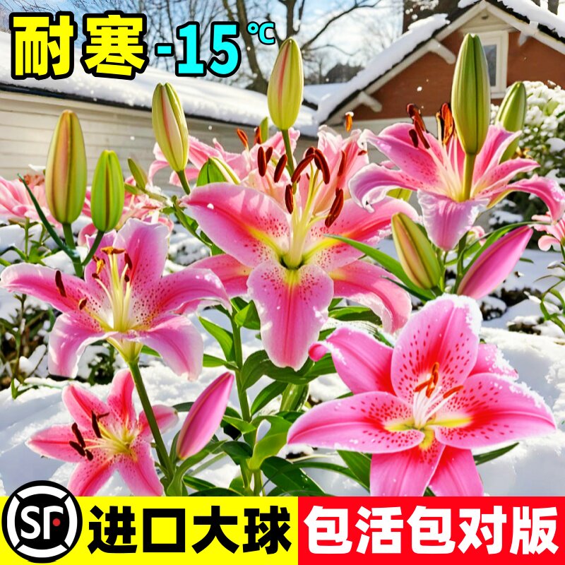 重瓣香水百合种球带花苞四图片