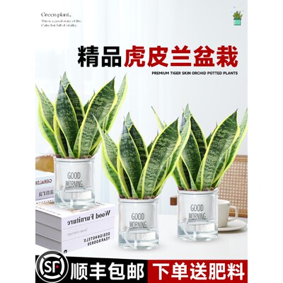 金边虎皮兰盆栽多肉易活水培植物绿植办公室内花卉大全客厅虎尾兰