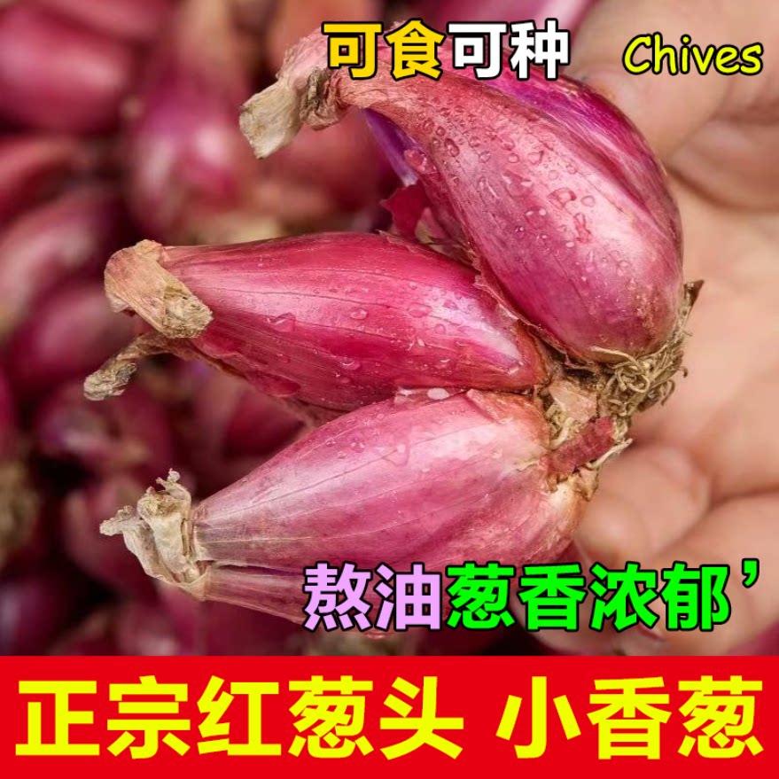 正宗广东红葱头红皮干小香葱紫皮葱食用香料种子炸葱油酥新鲜包邮