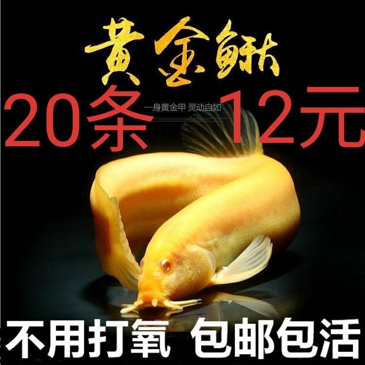 金鱼活鱼黄金泥鳅黄金鳅观赏鱼苗