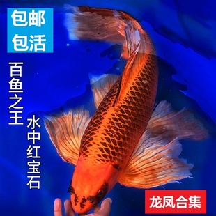 火凤凰金凤凰金松龙凤锦鲤鱼活鱼缸观赏鱼冷水淡水鱼蝴蝶鲤金鱼苗