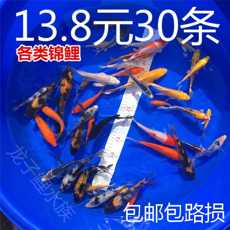 冷水观赏鱼活锦鲤鱼苗小型鱼活淡水鱼饲料鱼红色金鱼蝴蝶鲤龙凤鲤