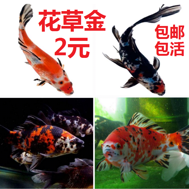 小鱼观赏鱼金鱼活鱼锦鲤鱼冷水鱼
