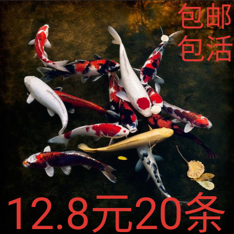 小型观赏鱼锦鲤鱼活鱼小鱼活草金鱼冷水鱼淡水鱼好养好活财风水鱼