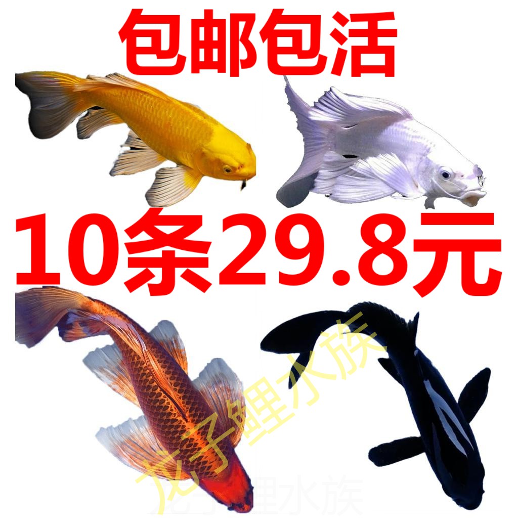 龙凤长尾活体小型鱼苗淡水蝴蝶鲤