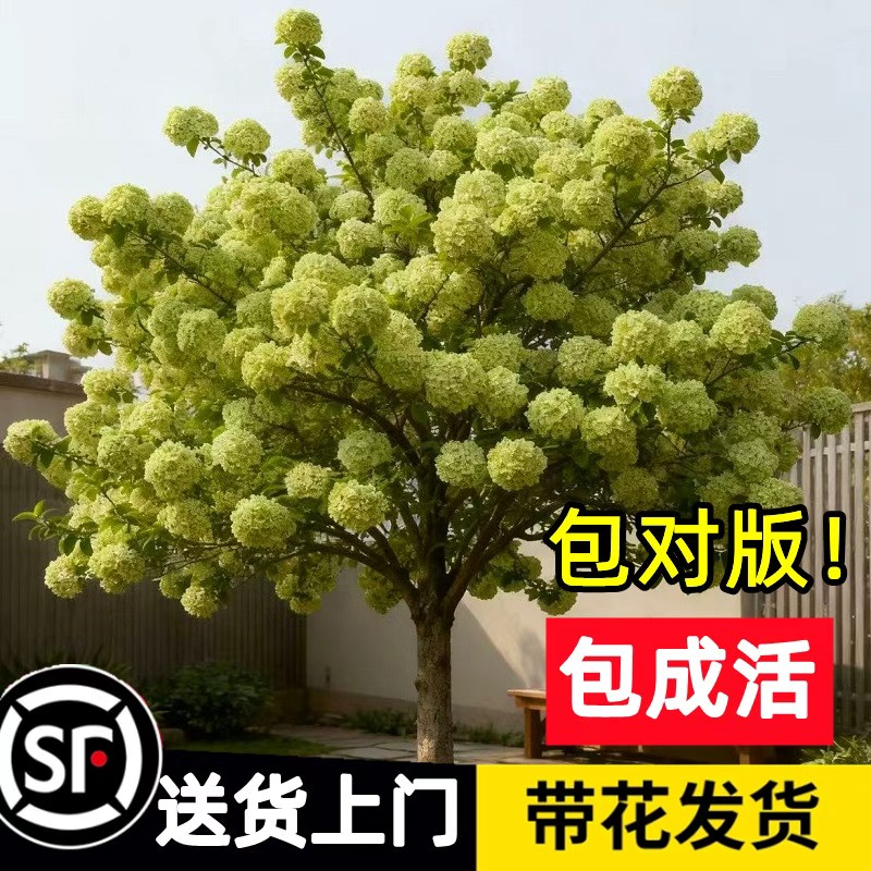 顺丰送到家【包活一年】中华绣球